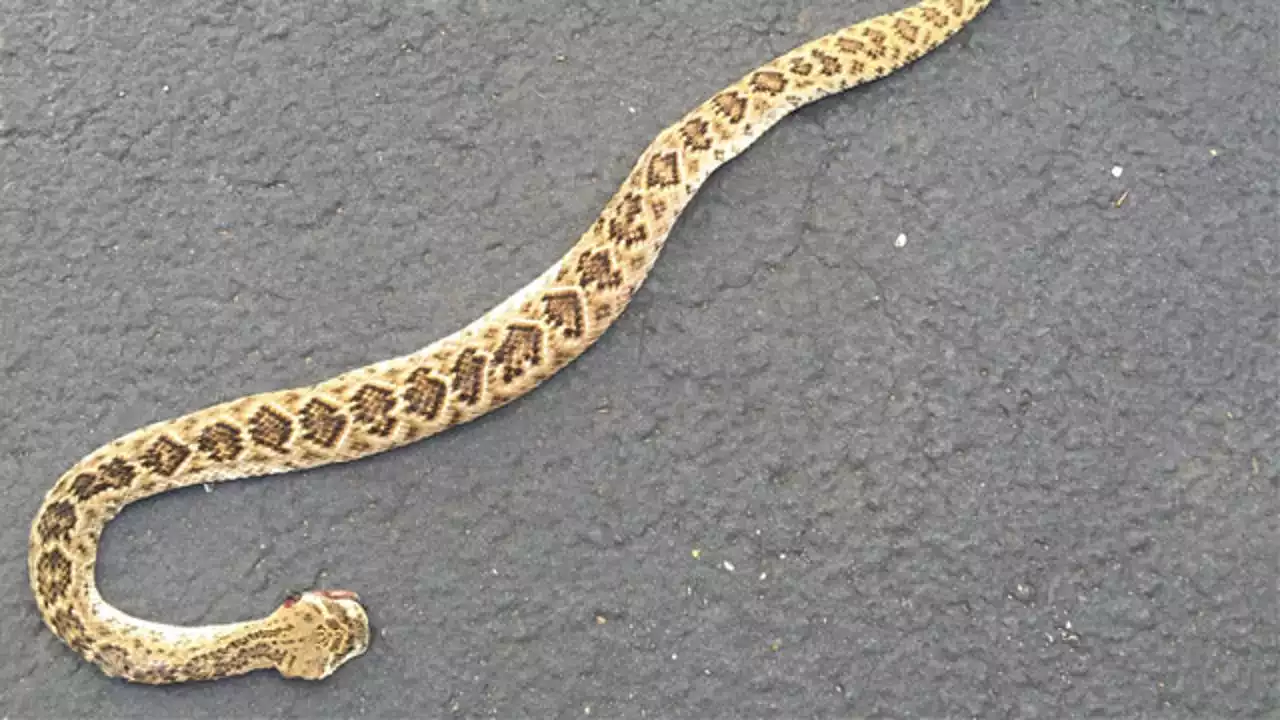 What to know about venomous snakes in Central Texas