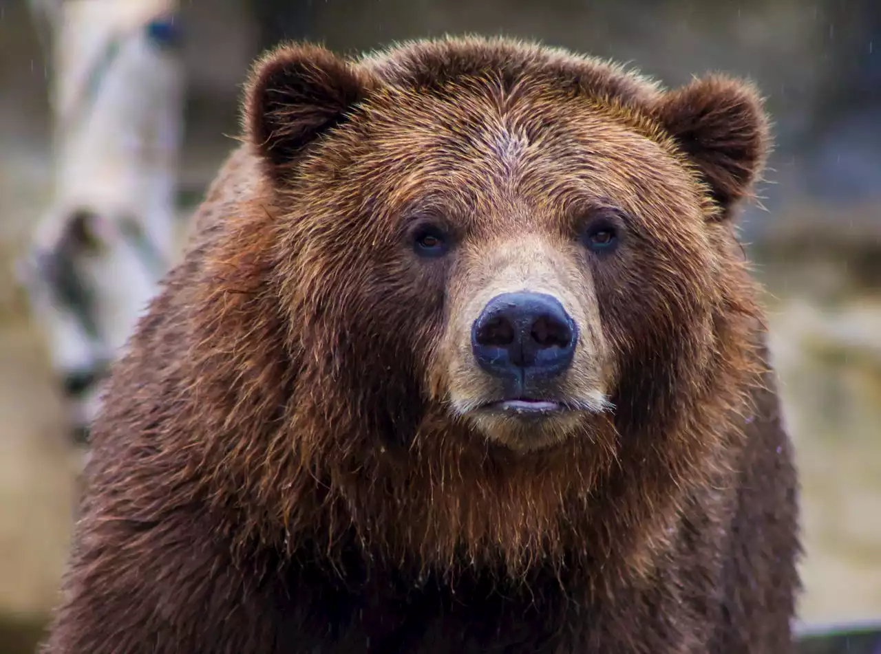 Bear gets exiled for stealing biscuits, returns after walking nearly 100 miles