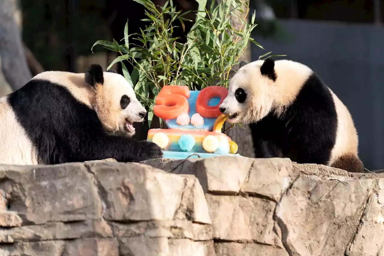 Pandas feast on ice cake to celebrate 50 years at National Zoo