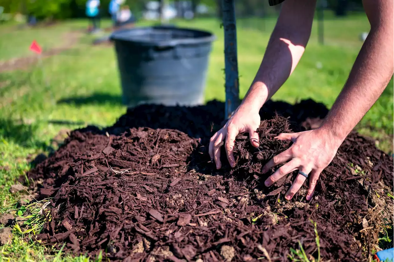 A beginner's guide to selecting, planting, and protecting a new tree