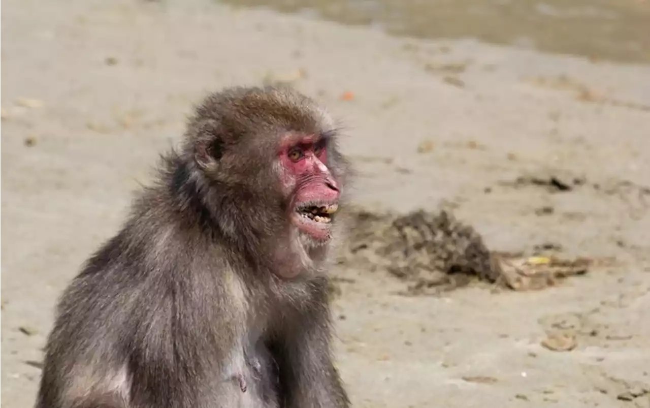 Groovy Monkey Teeth Pose a Tool-Use Mystery