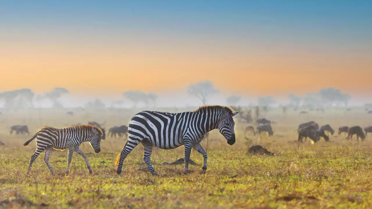 Serengeti - Die große Wanderung