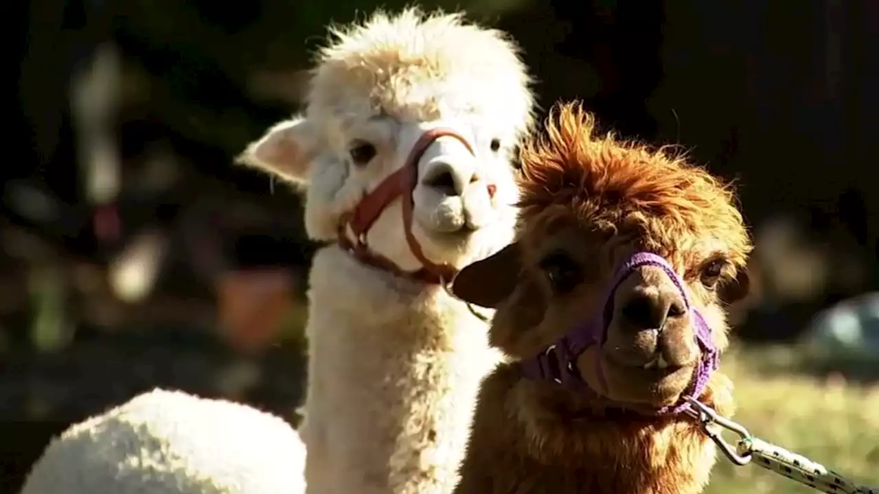 Alpaca father-son bonding day in Oakland