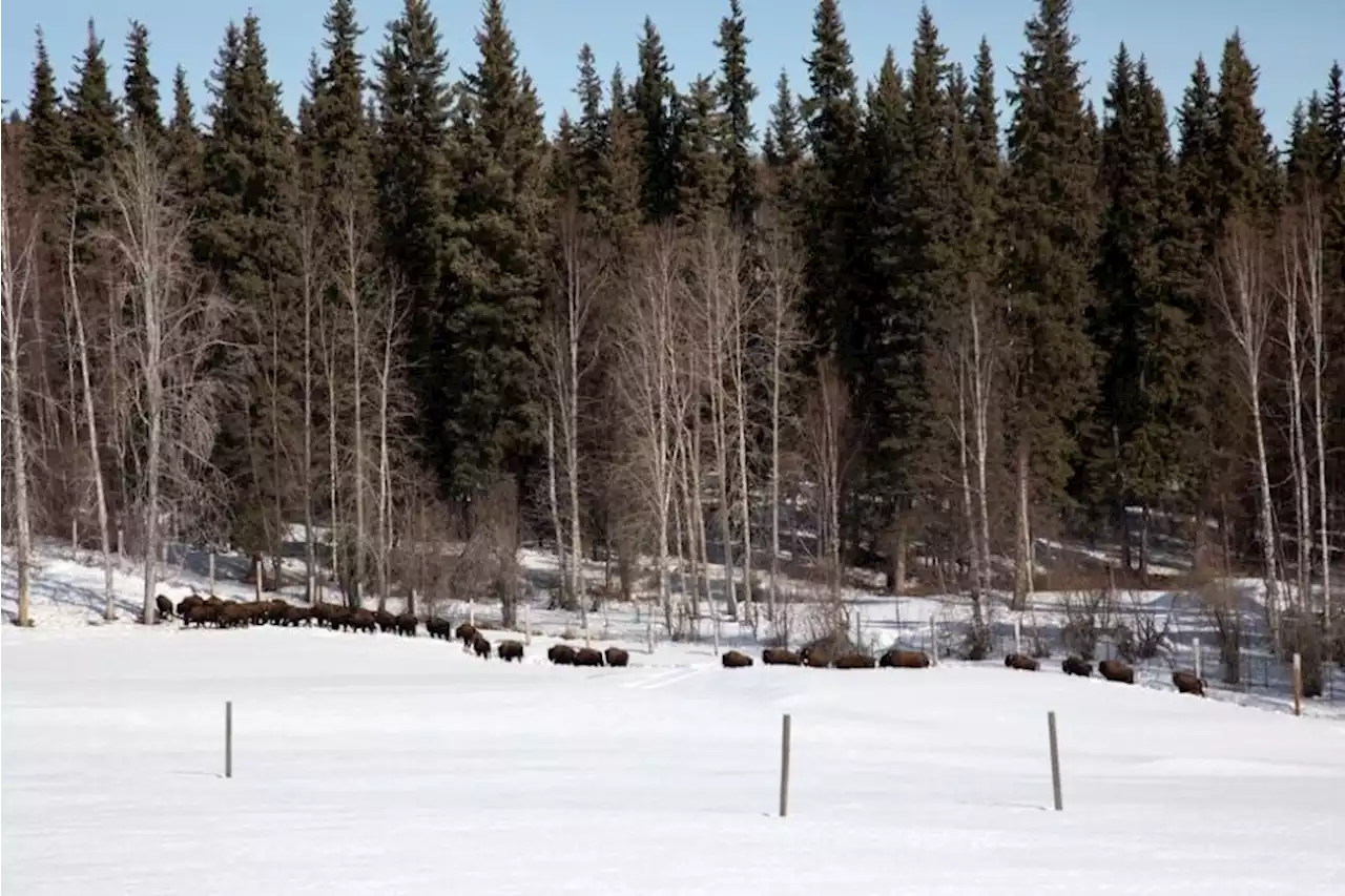 Alaska imports more wood bison to bolster reintroduction efforts - Alaska Public Media