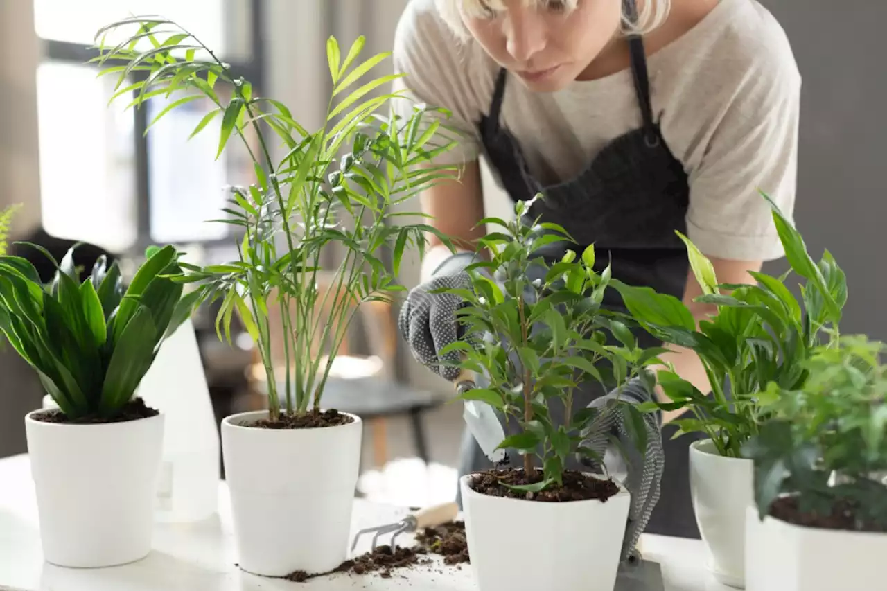 5 Easy House Plant Hacks That Gardeners Swear By — Best Life