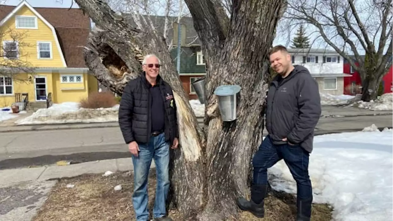 Maple syrup making has become a spring tradition for a whole neighbourhood in Thunder Bay, Ont., | CBC News