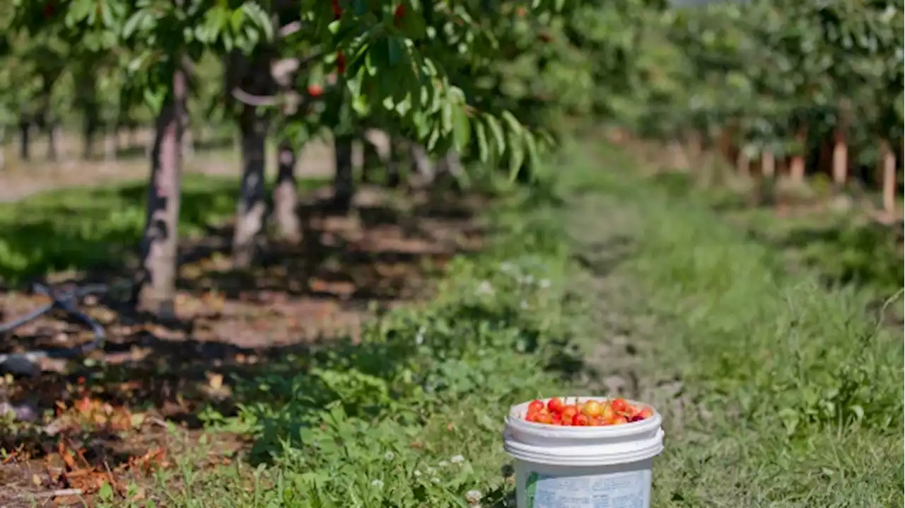 B.C. cherry farmers using helicopters to push warm air over crops amid cold temperatures