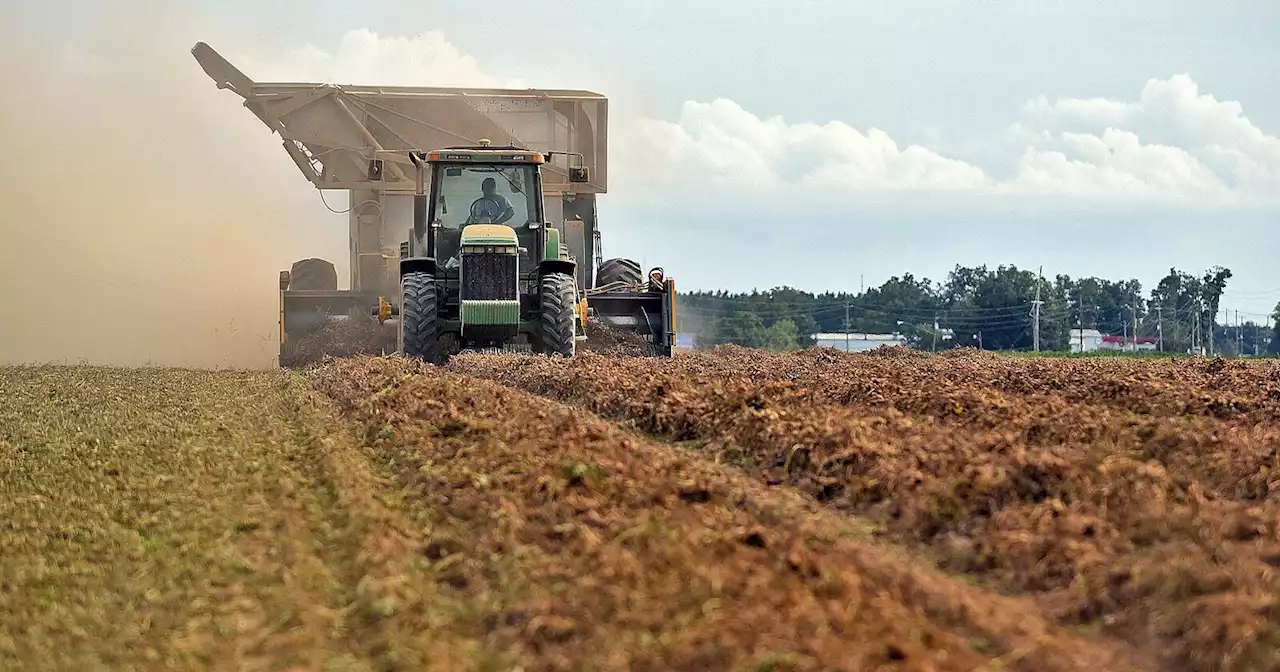 As planting is ongoing, Wiregrass peanut farmers looking for strong 2022 crop