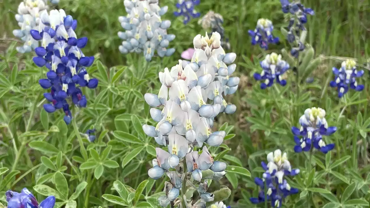 Photos show rare 'albino' bluebonnets in Texas Hill Country