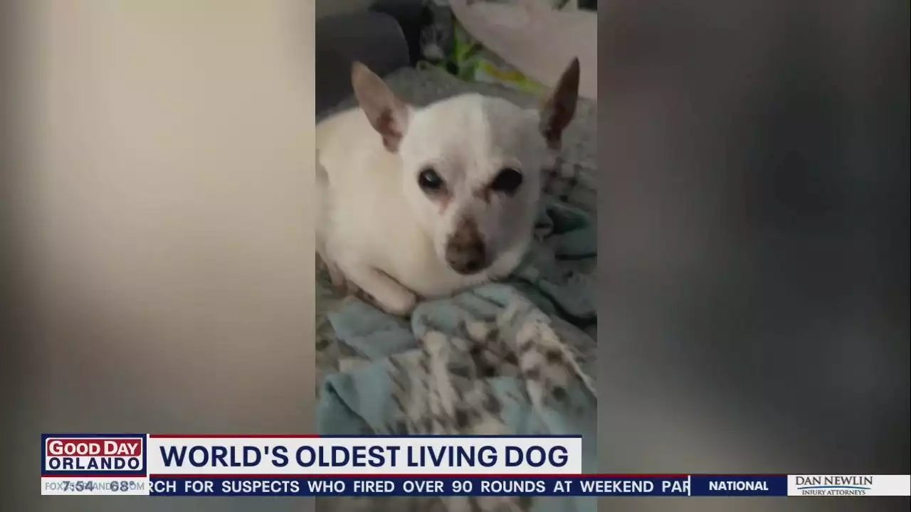 Florida dog named 'TobyKeith' breaks record as oldest in the world