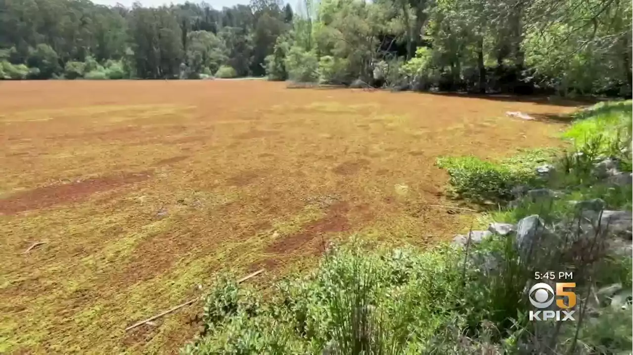 Non-Toxic Fern Covers Surface of Lake Anza in Berkeley