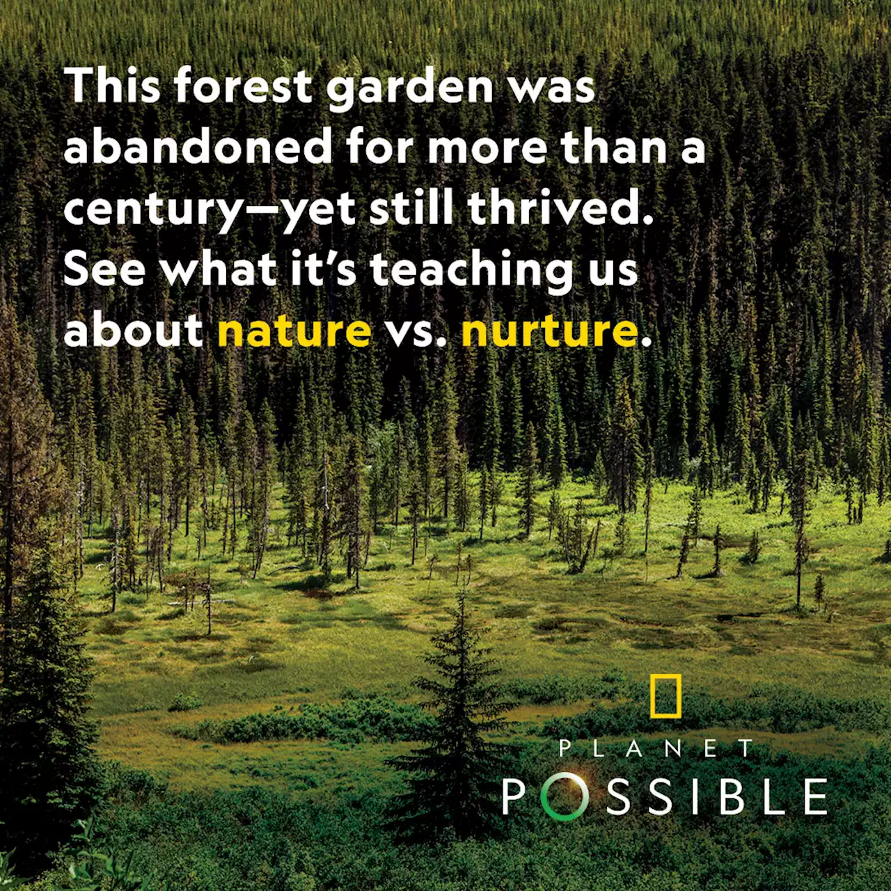 'Forest gardens’ show how Native land stewardship can outdo nature