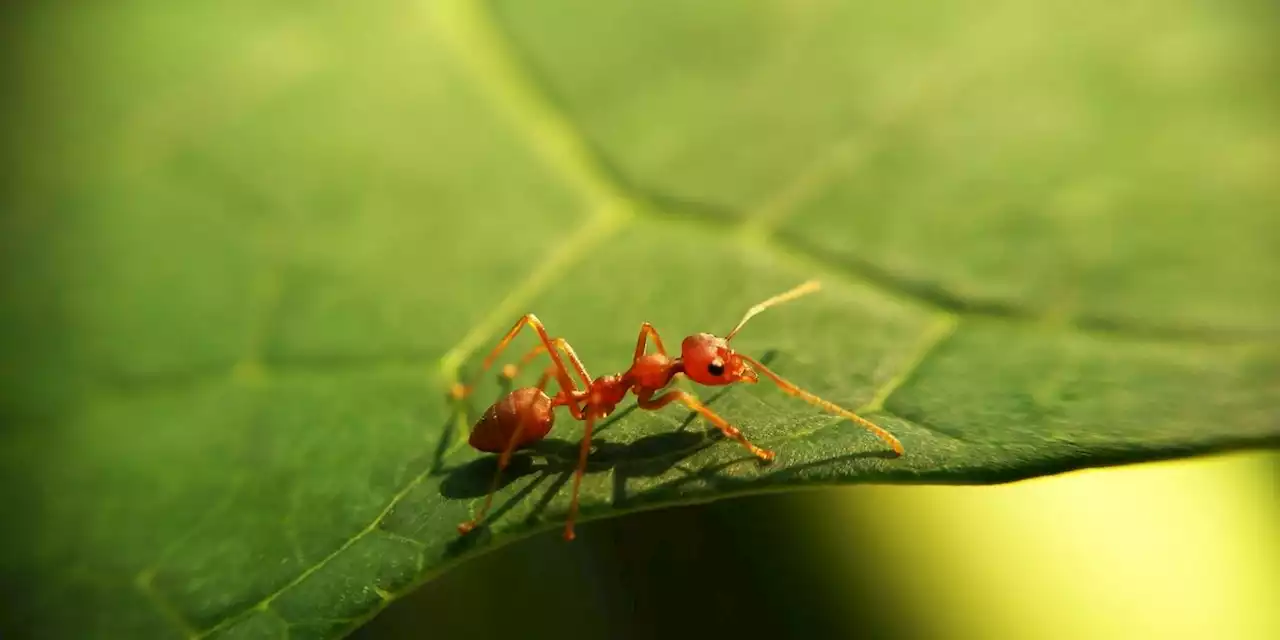 Everything You Need to Know About Ant Bites, According to Experts