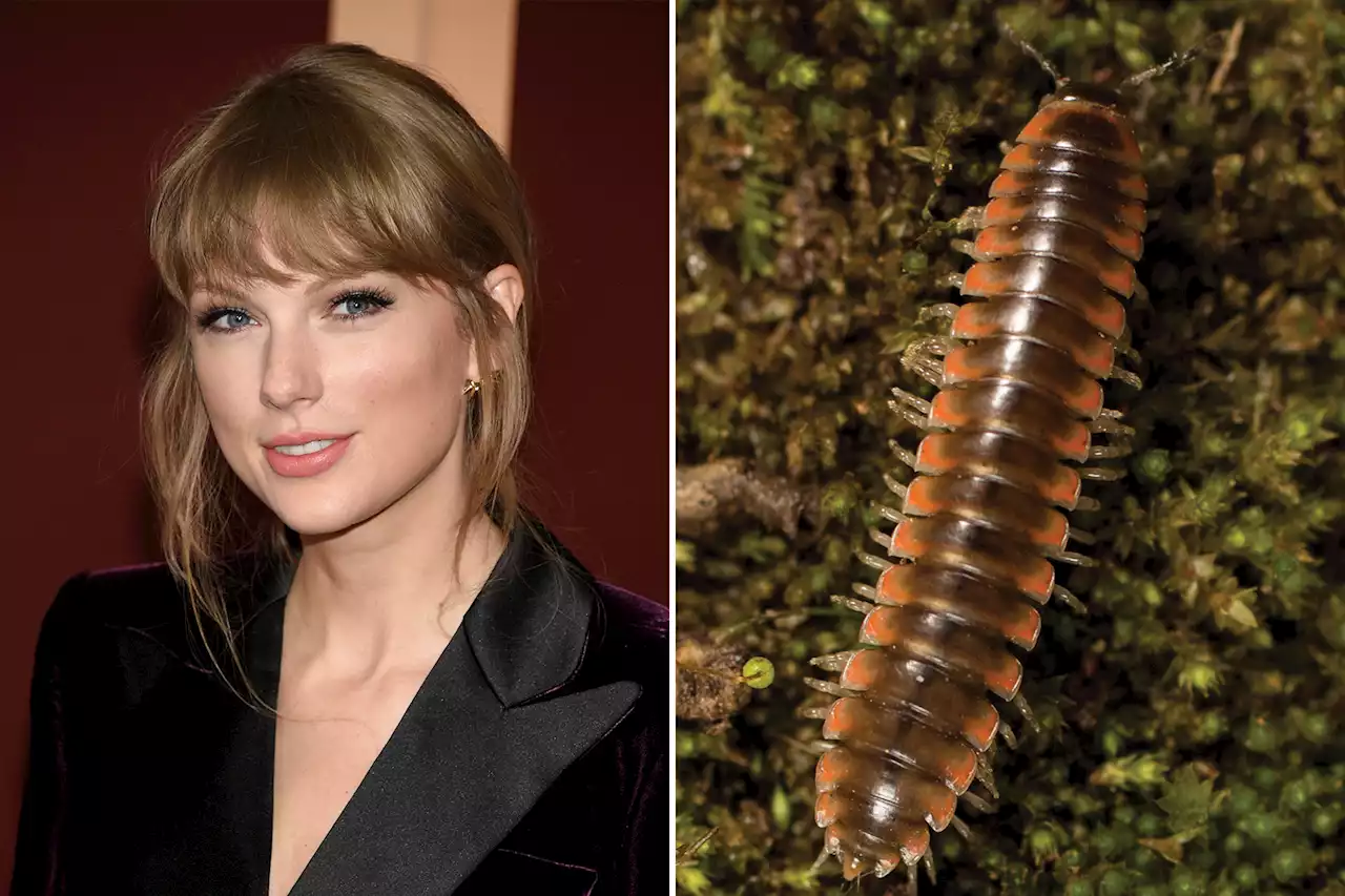 Swiftie Scientist Names New Millipede Species After Taylor Swift