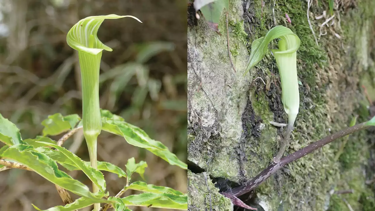 These flowers lure pollinators to their deaths. There’s a new twist on how