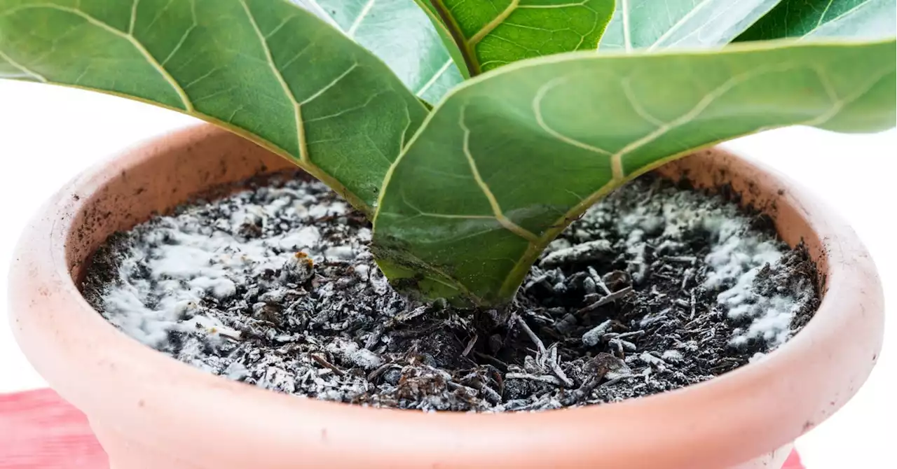 Why your plant’s soil keeps going mouldy – and how to get rid of it