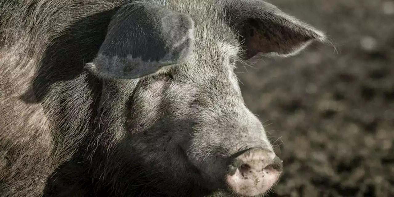 Die Wahrheit: „Interessiert kein Schwein“? Doch!