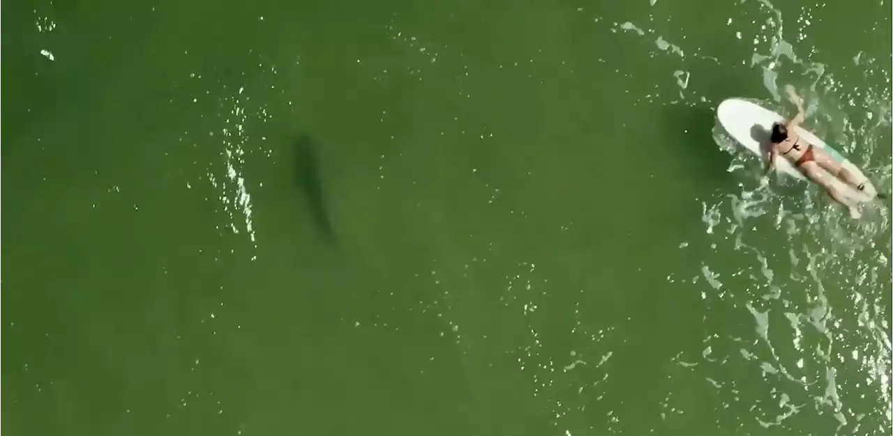 Watch: Awesome drone footage shows a surfer gliding over the back of a shark