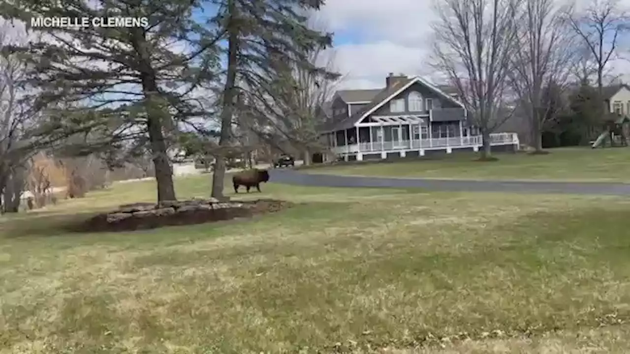 Runaway buffalo 'Tyson the Bison' makes new appearance, caught on video in Hawthorn Woods