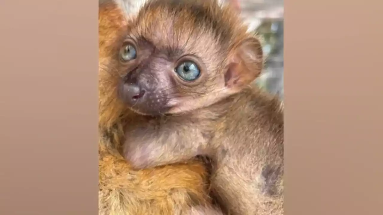 Cute! Endangered blue-eyed black lemur born in Florida zoo