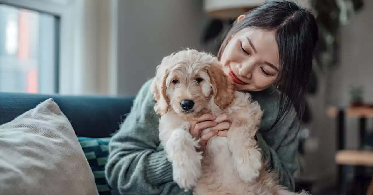 The new hot back-to-office perk? Pet stipends for pandemic puppy parents