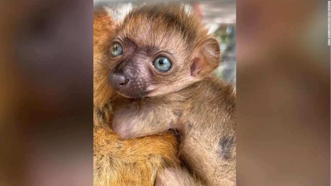 Florida zoo celebrates the birth of a critically endangered lemur