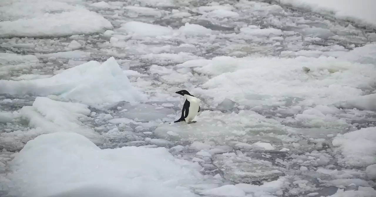 UN Weather Agency Sounds Alarm on Extreme Events in Antarctica