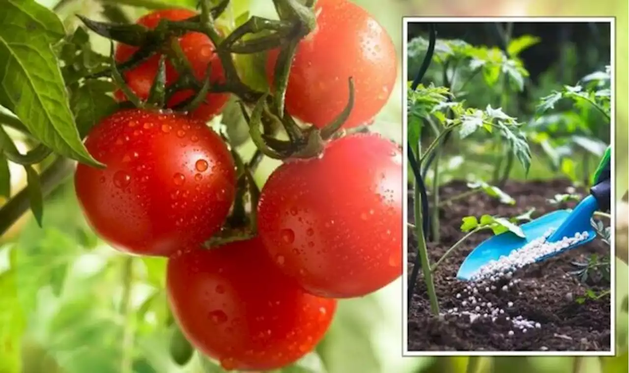 Gardening: Use organic granular fertiliser for the ‘easiest' way to grow ‘bigger’ tomatoes