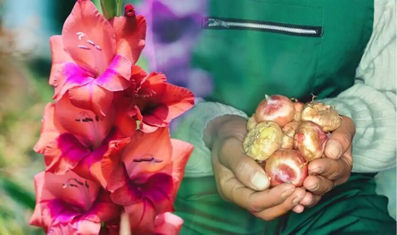 When to plant gladioli: Why the next few weeks are your last chance for summer blooms