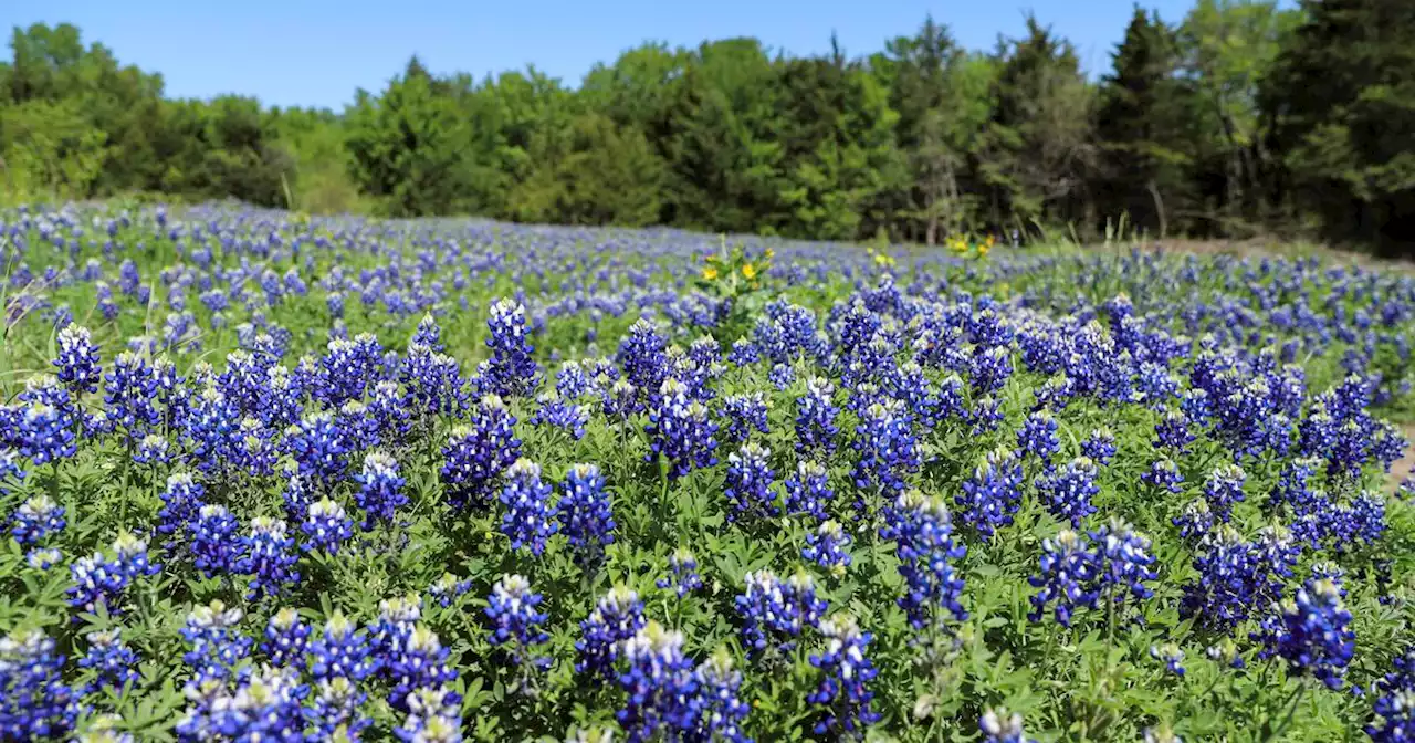 Here’s what you need to know about Texas bluebonnets