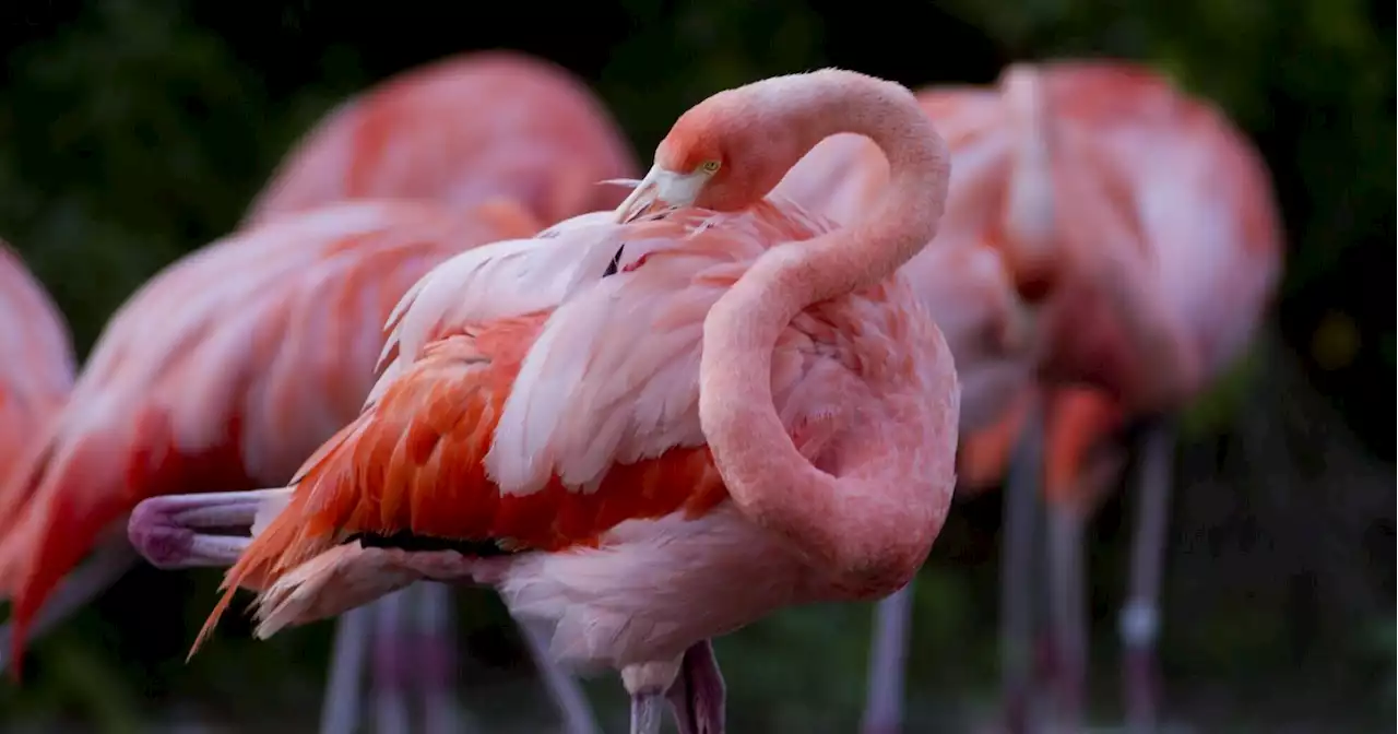 Flamingo that escaped Kansas zoo in 2005 spotted in Texas, and more of this week's weirdest news