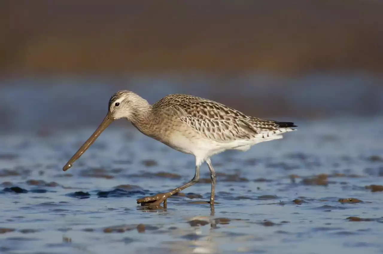 Recommended Reading: Tracking migratory birds | Engadget