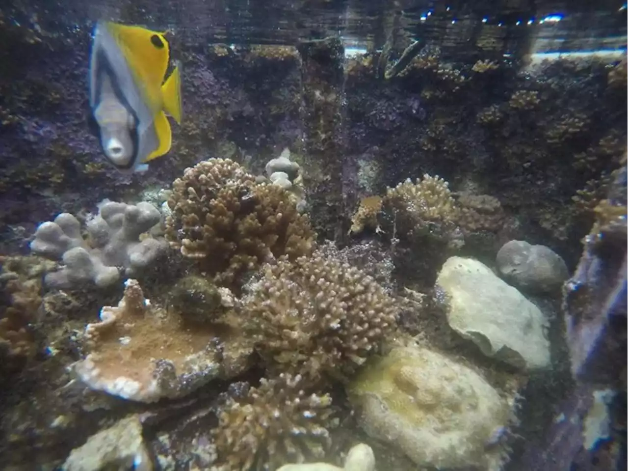 Could Hawaiian Corals Tolerate Ocean Warming And Acidification?