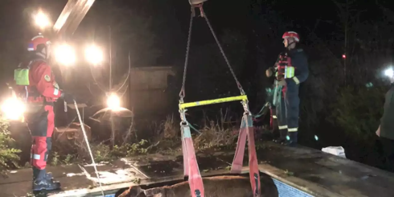 Bullock hoisted to safety from swimming pool after escaping local field