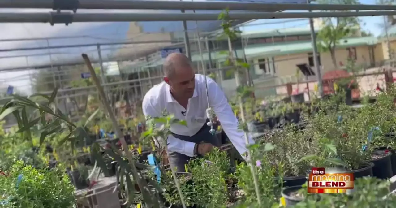 Pima County Master Gardeners spring plant sale on April 2nd