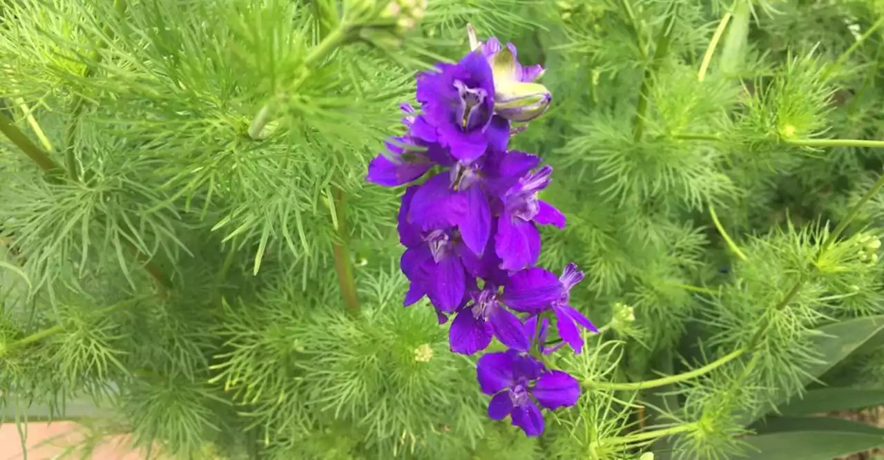 What’s that growing in your garden? Readers share their purple plant pride