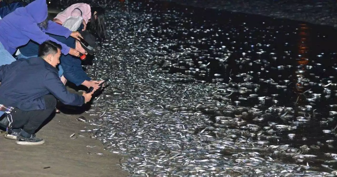 Thousands Of Fish Are Mating On SoCal Beaches (Yes, It’s The Grunion Run)