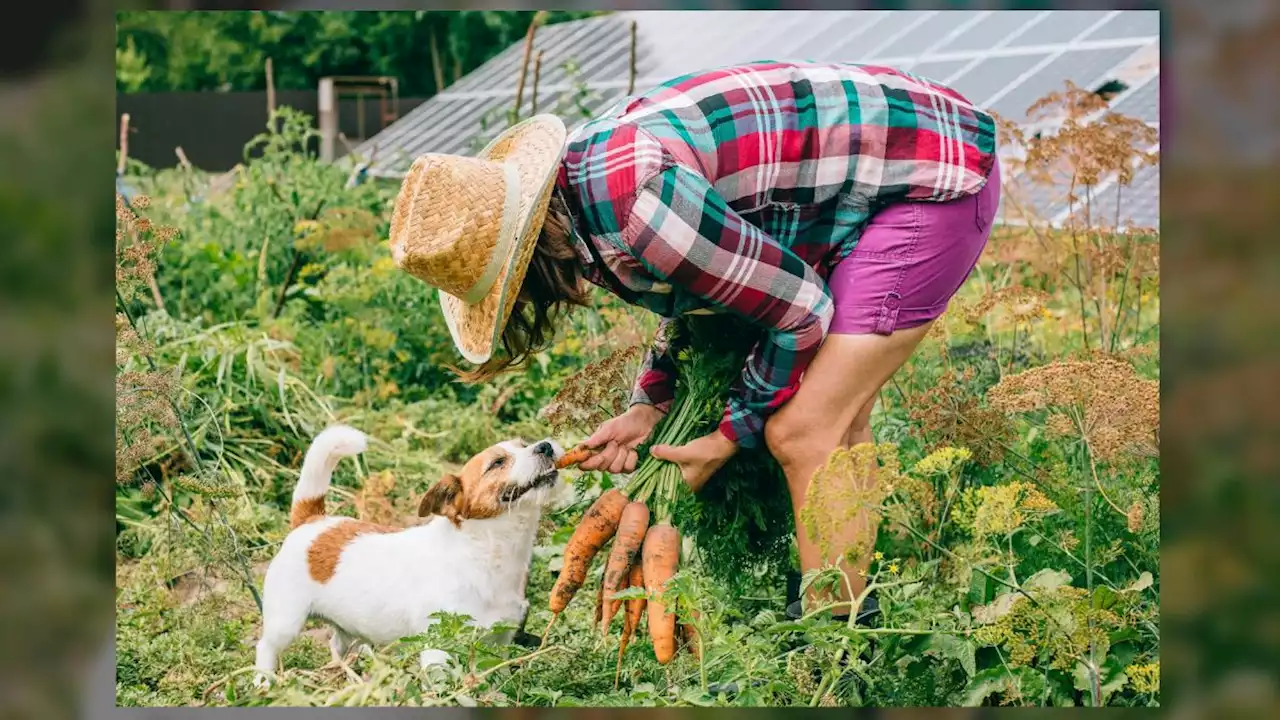 Is it safe to feed cats and dogs a vegetarian diet?