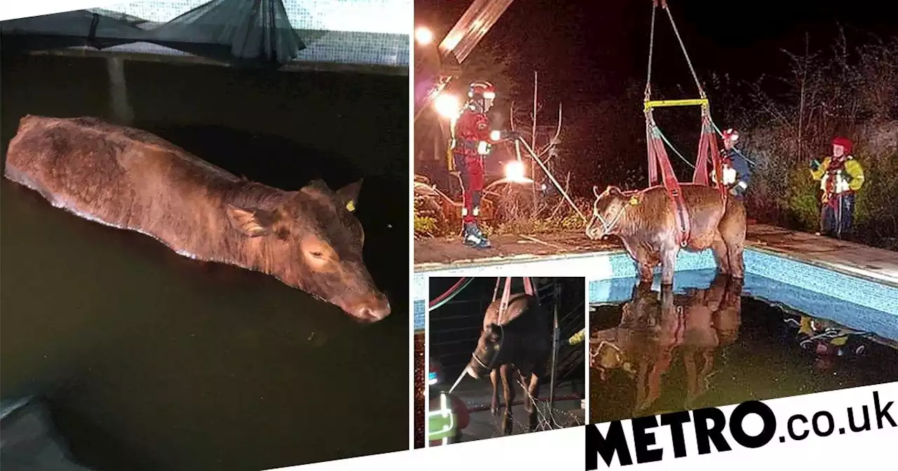 Escaped bull found taking a dip in a swimming pool hoisted to safety