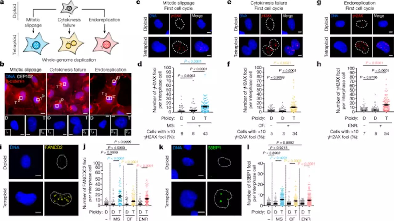 Genetic instability from a single S phase after whole-genome duplication - Nature