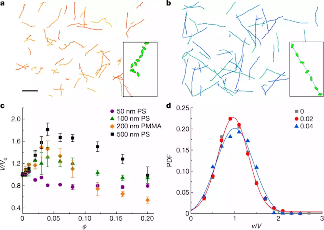 The colloidal nature of complex fluids enhances bacterial motility - Nature