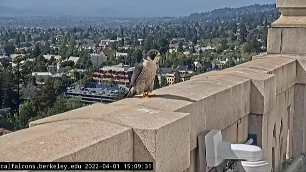 Female Falcon at UC Berkeley Apparently Has New Suitor After Partner's Sudden Death