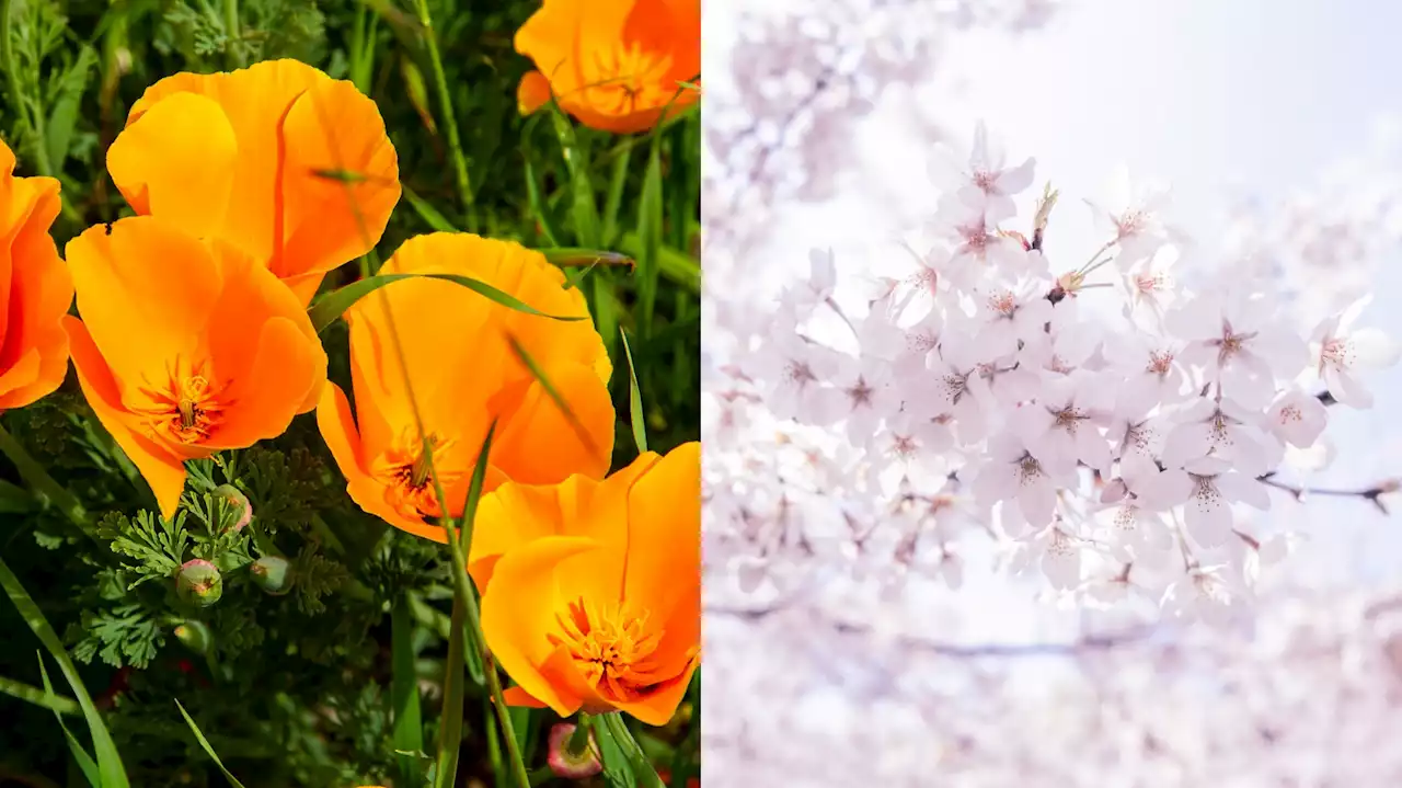 Now Blooming: ‘Poppy Days' and Free Cherry Blossom Fests