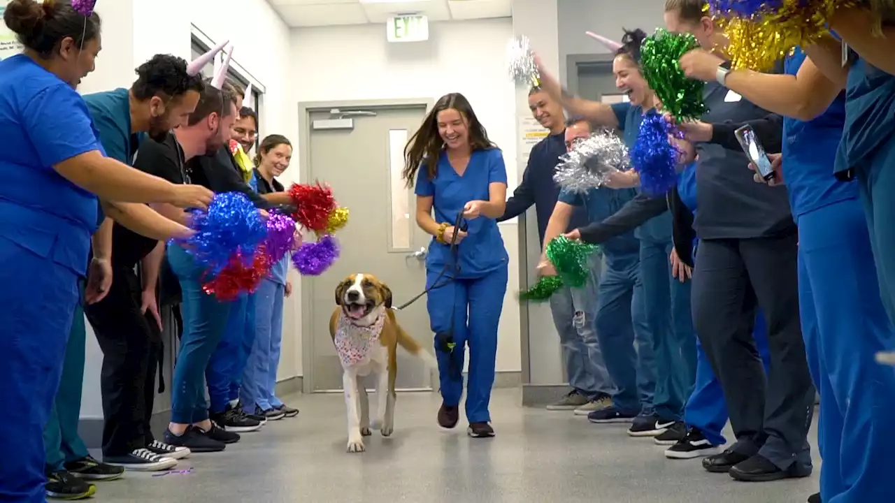 It's a Pawty: San Diego Humane Society Celebrates Dog's Cancer-Free Anniversary