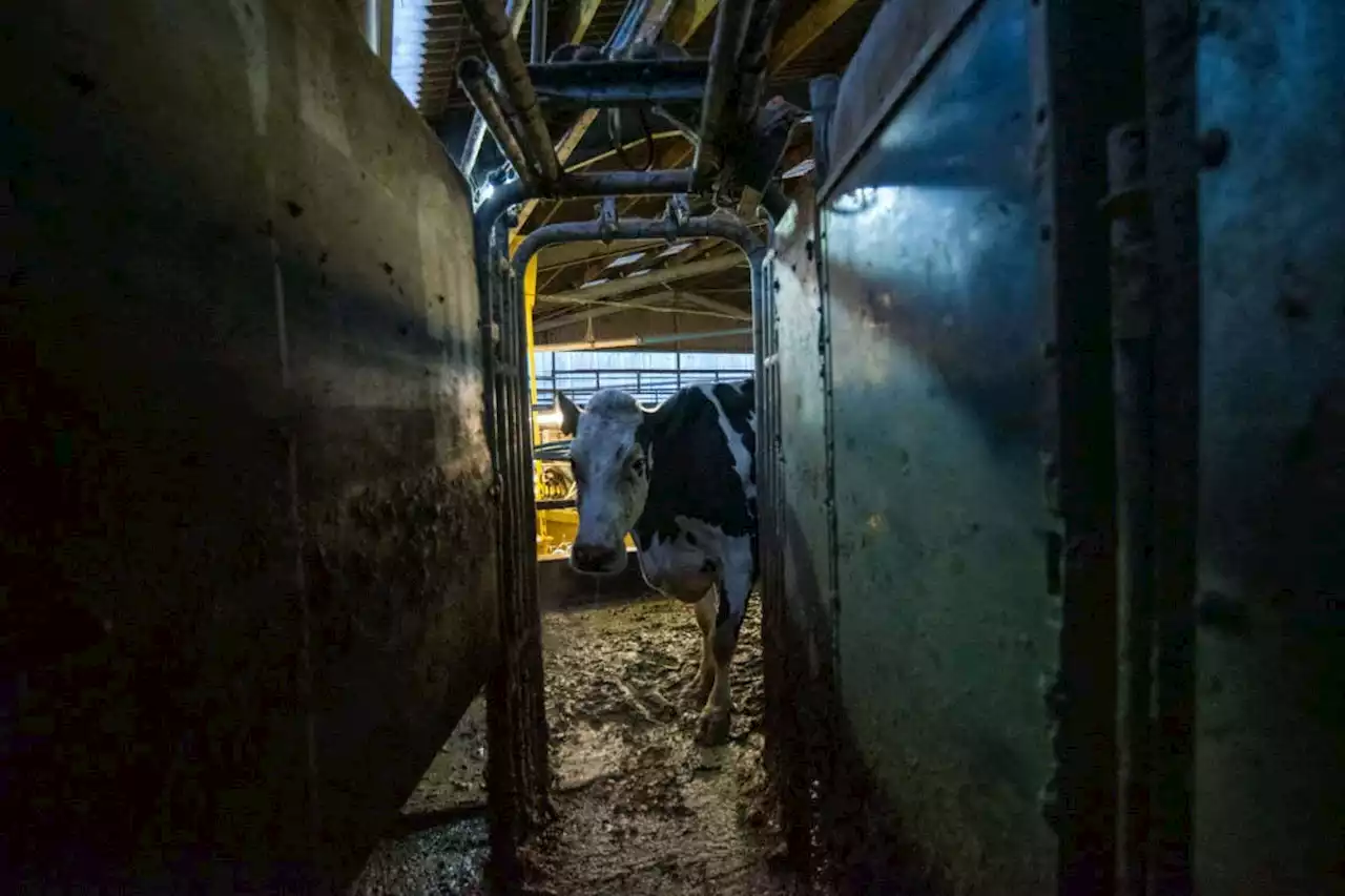 Cow review: A moving and uncomfortable cow's-eye-view of farming