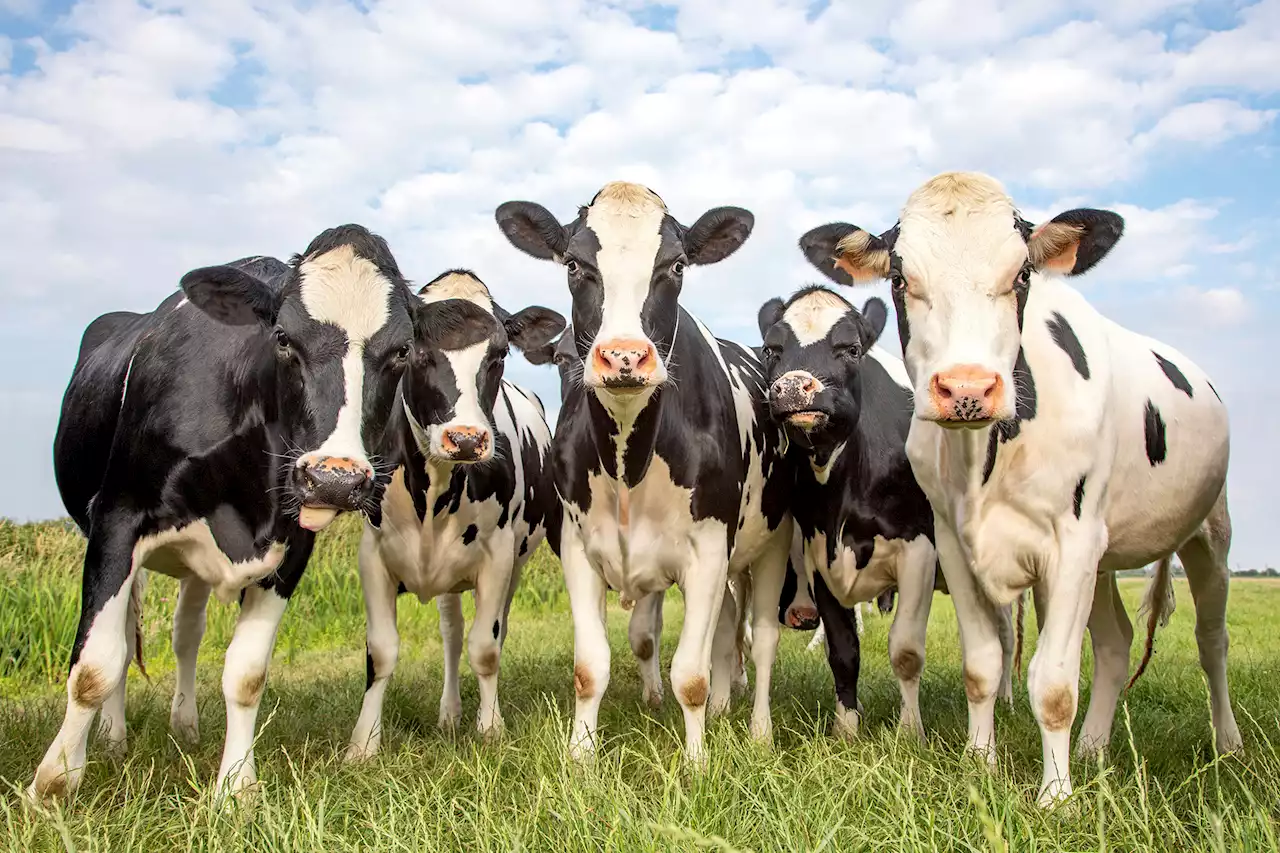 No bulls–t: Genus Plc to breed eco-friendly, low-farting cows