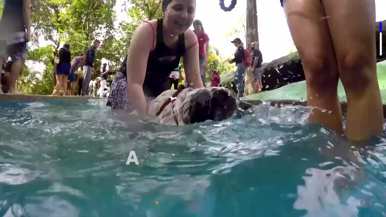 Dogs paw into pool parties in Venezuela's capital