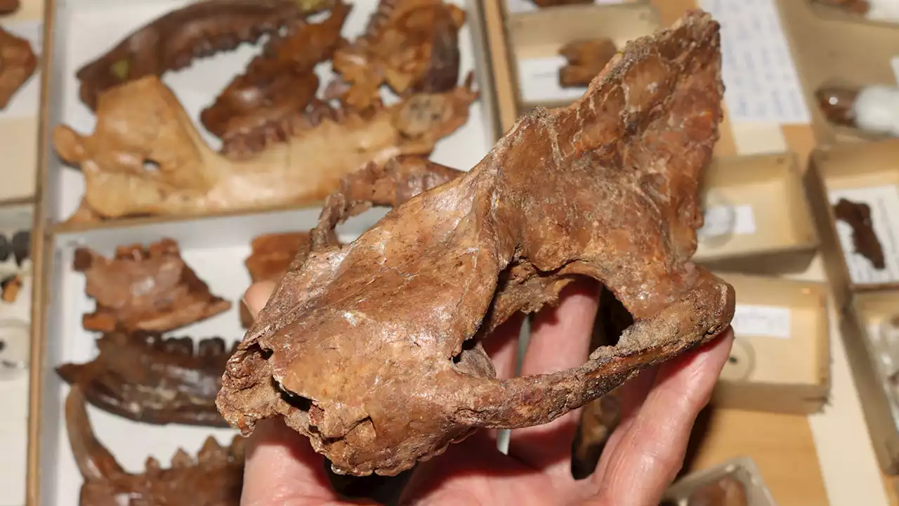 Mammals’ bodies outpaced their brains right after the dinosaurs died