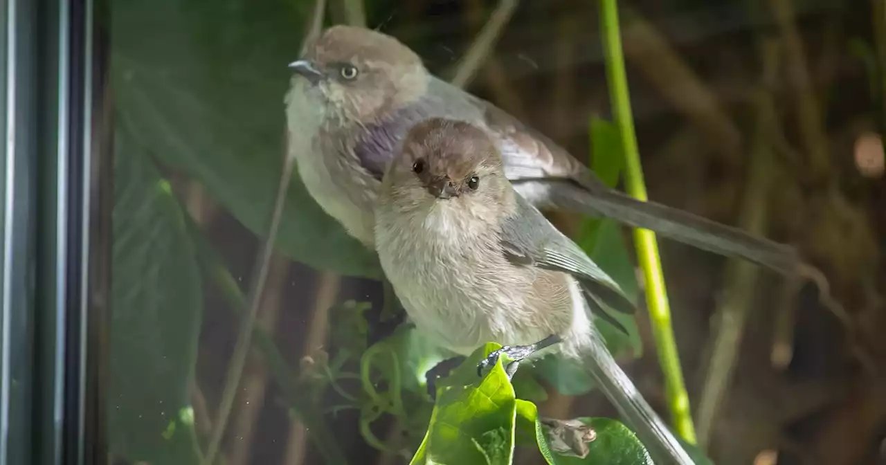 Column: Birds a welcome wake-up call each morning