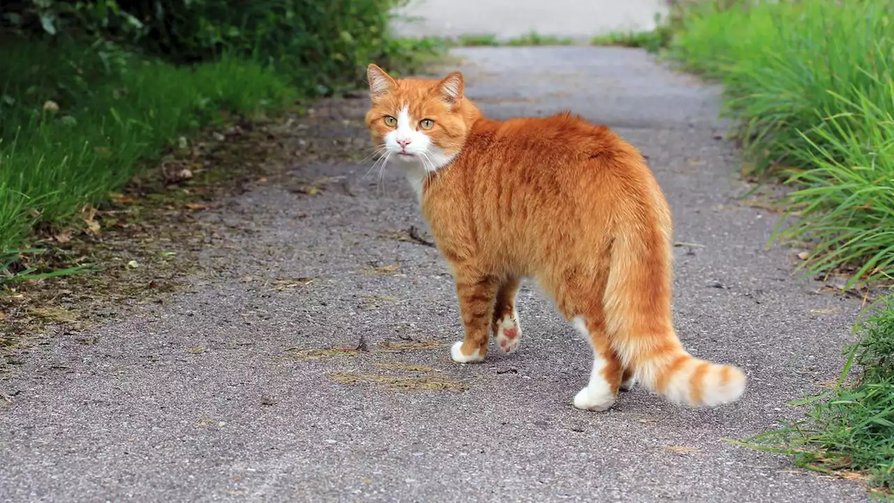 Videoaufnahmen und GPS-Daten zeigen, was Freigänger-Katzen bei ihren Streifzügen erleben